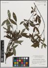 Foto von Salix appendiculata Vill. x Salix purpurea L.